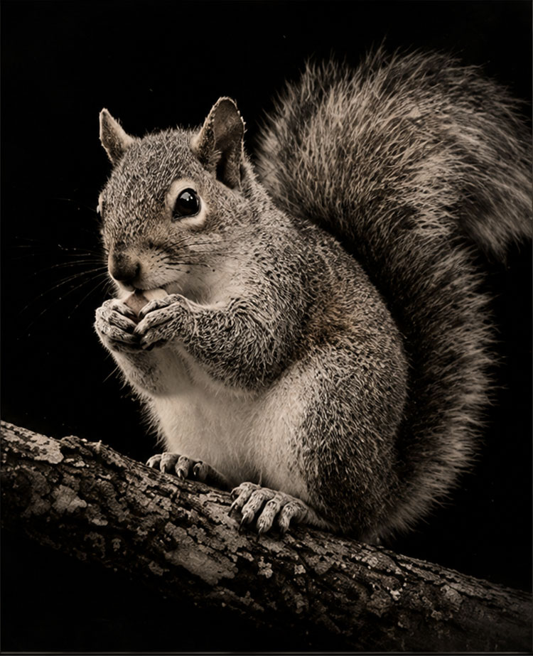 Squirrel on a branch